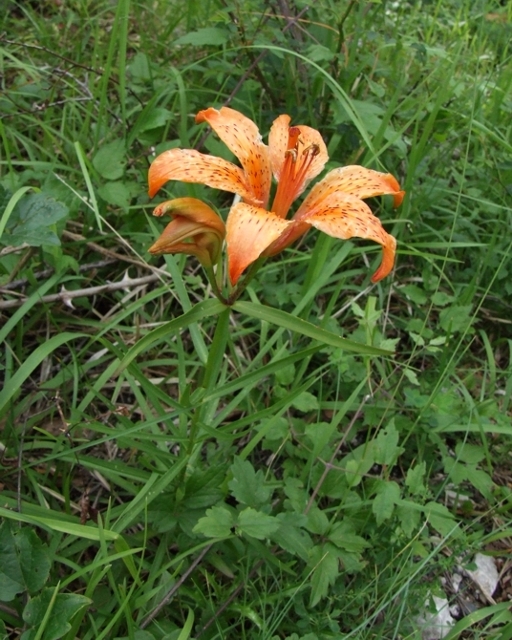 Lilium bulbiferum subsp. croceum / Giglio di S.Giovanni